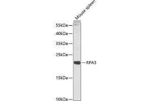 Western blot analysis of extracts of mouse spleen, using RP antibody (ABIN6128654, ABIN6147085, ABIN6147087 and ABIN6218282) at 1:1000 dilution. (RPA3 antibody  (AA 6-121))