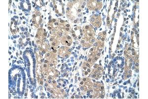 Granzyme H antibody was used for immunohistochemistry at a concentration of 4-8 ug/ml to stain Epithelial cells of renal tubule (arrows) in Human Kidney. (GZMH antibody)