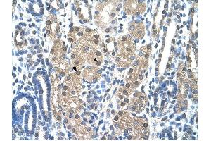 Granzyme H antibody was used for immunohistochemistry at a concentration of 4-8 ug/ml to stain Epithelial cells of renal tubule (arrows) in Human Kidney.