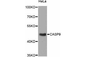 Western blot analysis of extracts of HeLa cells, using CASP9 antibody (ABIN4903132) at 1:1000 dilution. (Caspase 9 antibody)