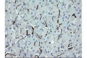 Image no. 1 for anti-Cyclin-Dependent Kinase Inhibitor 2B (p15, Inhibits CDK4) (CDKN2B) antibody (ABIN1497444) (CDKN2B antibody)