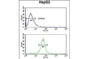 RERE Antibody (N-term) (ABIN653912 and ABIN2843149) flow cytometric analysis of HepG2 cells (bottom histogram) compared to a negative control cell (top histogram).