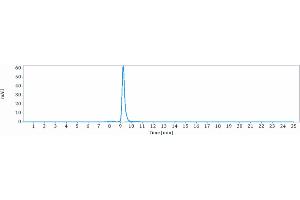 anti-CD47 (Magrolimab Biosimilar) antibody
