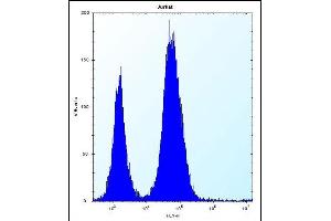 DULLARD Antibody (Center) (ABIN656732 and ABIN2845956) flow cytometric analysis of Jurkat cells (right histogram) compared to a negative control cell (left histogram).