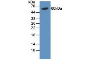 Figure. (TRAF4 antibody  (AA 193-444))
