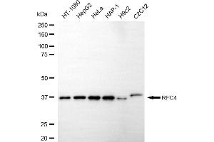 Western blotting analysis using RFC4 antibody (ABIN7800171).