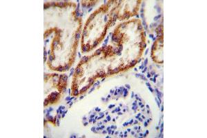 GATM antibody (N-term) (ABIN654401 and ABIN2844143) immunohistochemistry analysis in formalin fixed and paraffin embedded human kidney tissue followed by peroxidase conjugation of the secondary antibody and DAB staining. (GATM antibody  (N-Term))