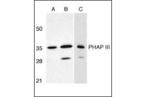 Western blot analysis of PHAP III expression in human A549 (A) and HepG2 (B) cells, and rat testis (C) with this product at 1 μg/ml.