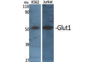 Western Blot (WB) analysis of specific cells using Glut1 Polyclonal Antibody.