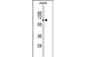 Western blot analysis of anti-BECN1 Monoclonal Antibody ABIN658976 in Jurkat cell line lysates (35 μg/lane). (Beclin 1 antibody)