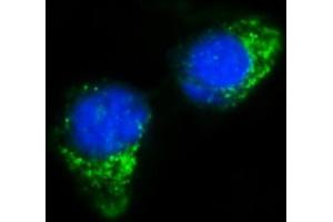 IF analysis of IFIT5 using anti-IFIT5 antibody (ABIN7600752). (IFIT5 antibody  (AA 23-439))