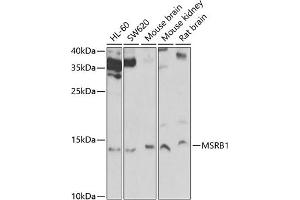 Western blot analysis of extracts of various cell lines, using MSRB1 Antibody (ABIN6129123, ABIN6144089, ABIN6144090 and ABIN6222462) at 1:1000 dilution.