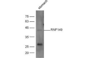 Mouse stomach lysates probed with Anti-RNF149 Polyclonal Antibody  at 1:5000 90min in 37˚C (RNF149 antibody)