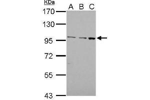 WB Image EMR1 antibody [C2C3], C-term detects EMR1 protein by Western blot analysis. (F4/80 antibody  (C-Term))