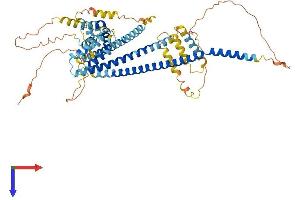 Coiled-Coil Domain Containing 48 (CCDC48) (AA 1-598) protein (His tag)