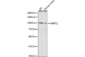 Western blot analysis of extracts of various cell lines, using WBP11 antibody (ABIN7271390) at 1:1000 dilution. (WBP11 antibody  (AA 1-140))