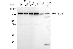 Western blotting analysis using PELP1 antibody (ABIN7799918). (Recombinant PELP1 antibody)