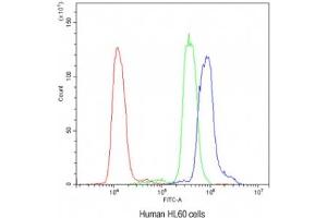 Flow cytometry testing of human HL60 cells with AIRE antibody at 1ug/10^6 cells (blocked with goat sera) (AIRE antibody)
