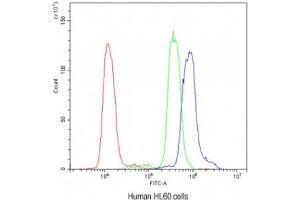 Flow cytometry testing of human HL60 cells with AIRE antibody at 1ug/10^6 cells (blocked with goat sera)