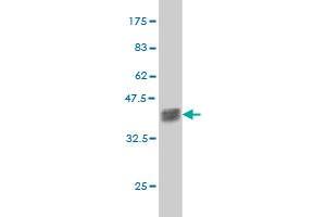 Western Blot detection against Immunogen (37. (ZNF41 antibody  (AA 221-321))