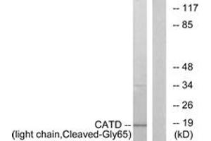 Western blot analysis of extracts from COS7 cells, treated with etoposide 25uM 1h, using CATD (light chain,Cleaved-Gly65) Antibody. (Cathepsin D antibody  (Cleaved-Gly65))