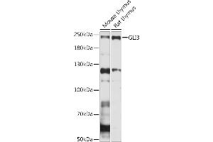 Western blot analysis of extracts of various cell lines, using GLI3 Rabbit pAb (ABIN7267386) at 1:1000 dilution. (GLI3 antibody  (AA 800-900))