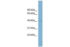 WB Suggested Anti-PON3 Antibody Titration:  0. (PON3 antibody  (Middle Region))
