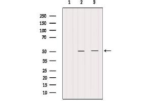 Western blot analysis of extracts from various samples, using CRLS1-Specific Antibody. (CRLS1 antibody  (Internal Region))