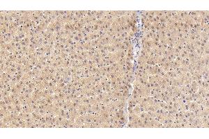 Detection of SLC in Porcine Liver Tissue using Polyclonal Antibody to Secondary Lymphoid Tissue Chemokine (SLC) (CCL21 antibody  (AA 24-134))