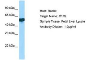 Image no. 1 for anti-Complement Component 1, R Subcomponent-Like (C1RL) (AA 190-239) antibody (ABIN6750160) (C1RL antibody  (AA 190-239))