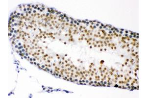 Anti- CDK1 Picoband antibody, IHC(P) IHC(P): Rat Testis Tissue (CDK1 antibody  (AA 66-297))