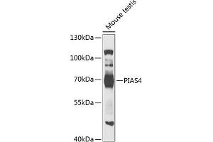 Western blot analysis of extracts of mouse testis, using PI antibody  at 1:1000 dilution. (PIAS4 antibody  (AA 60-260))