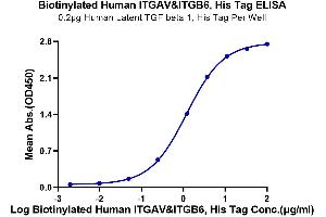 Immobilized Human Latent TGF beta 1, His Tag at 2 μg/mL (100 μL/well) on the plate. (ITGAV/ITGB6 Protein (AA 31-992) (His-Avi Tag,Biotin))