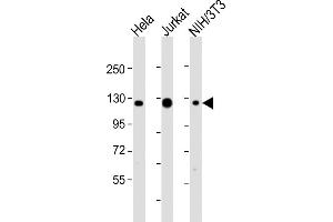 All lanes : Anti-srrt Antibody (C-Term) at 1:2000 dilution Lane 1: Hela whole cell lysates Lane 2: Jurkat whole cell lysates Lane 3: NIH/3T3 whole cell lysates Lysates/proteins at 20 μg per lane. (SRRT antibody  (AA 878-910))