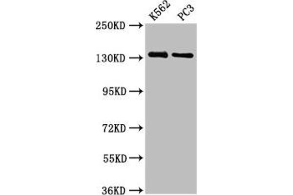 NRD1 抗体  (AA 32-113)