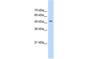 WB Suggested Anti-PACSIN1 Antibody Titration:  2. (PACSIN1 antibody  (C-Term))