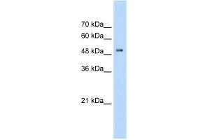 WB Suggested Anti-PACSIN1 Antibody Titration:  2.