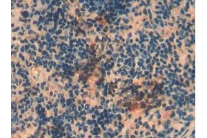 DAB staining on IHC-P; Samples: Mouse Spleen Tissue (MMP8 antibody  (AA 212-451))