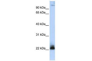 ITGB3BP antibody used at 1 ug/ml to detect target protein. (ITGB3BP antibody)