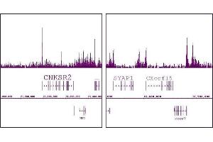 Histone H2A. (H2AFZ antibody  (C-Term))