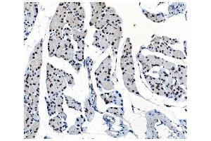 IHC analysis of OGT using anti-OGT antibody (ABIN3043893). (OGT antibody  (C-Term))