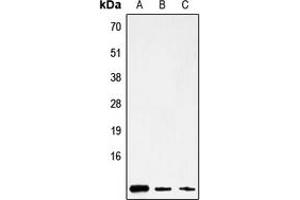 Mitochondrially Encoded ATP Synthase 8 (MT-ATP8) (Center) antibody