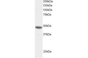 ABIN184966 staining (0. (SNX15 antibody  (C-Term))