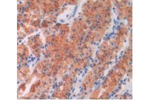 IHC-P analysis of Human Stomach Tissue, with DAB staining. (BNP antibody)