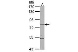 Image no. 1 for anti-rho-Related BTB Domain Containing 1 (RHOBTB1) (AA 320-623) antibody (ABIN1500699) (RHOBTB1 antibody  (AA 320-623))