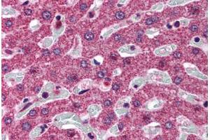 Human Liver (formalin-fixed, paraffin-embedded) stained with SRD5A1 antibody ABIN297922 at 2. (SRD5A1 antibody  (AA 2-13))