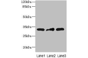 MRPS2 Antikörper  (AA 1-296)