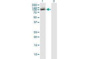 Western Blotting (WB) image for anti-Tripartite Motif Containing 28 (TRIM28) (AA 379-524) antibody (ABIN564396)