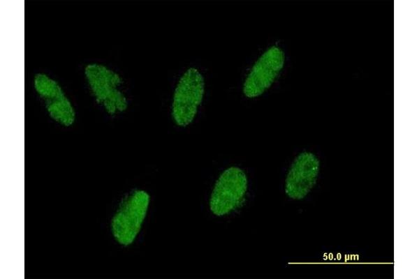 ZNF343 antibody  (AA 1-118)