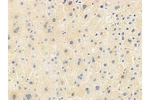 anti-Mediator of Cell Motility 1 (MEMO1) (N-Term) antibody